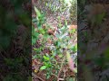 垣根の中にお気に入りの寝床を見つけた三毛猫。A calico cat found its favorite sleeping spot inside a hedge.