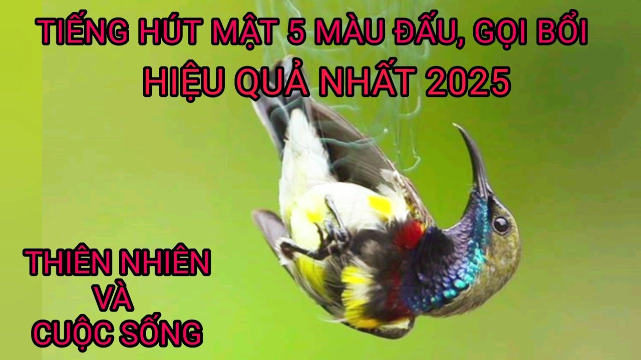 TIẾNG HÚT MẬT 5 MÀU LÍU ĐẤU GỌI BỔI HIỆU QUẢ NHẤT | tiếng chim hút mật 5 màu mồi chuẩn | hút mật