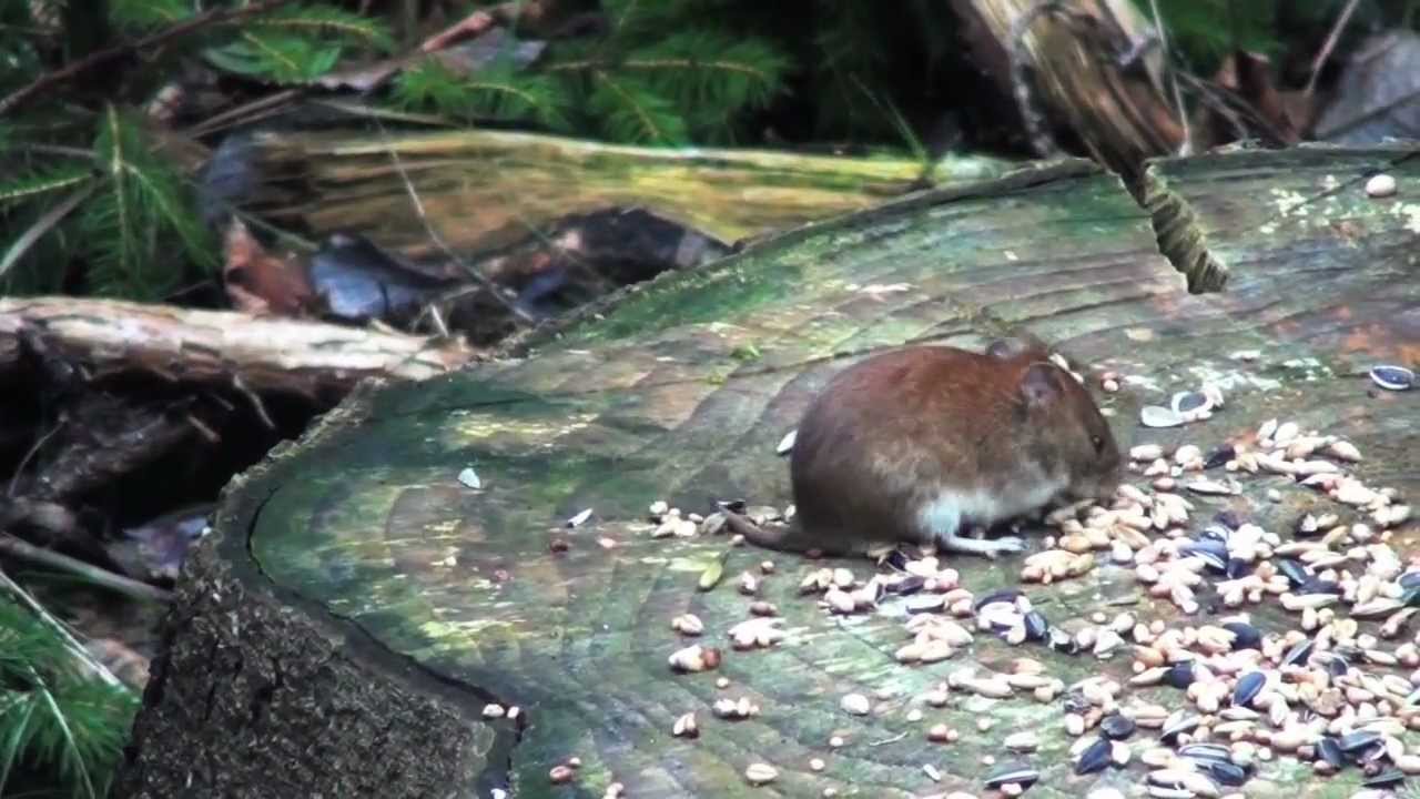 Field vole