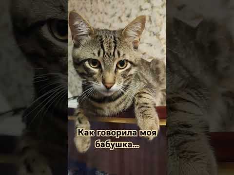 Как говорила моя
