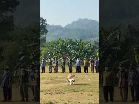 Video: Perlawanan Kejuaraan Switzerland Terganggu Oleh Anjing Presiden 