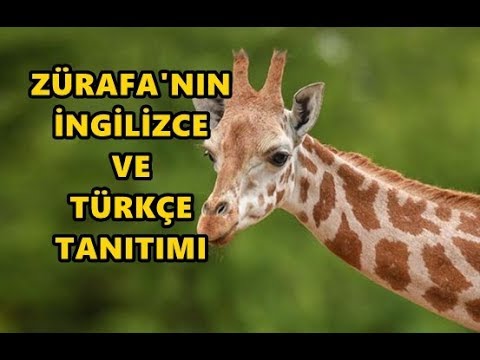 Ingilizce Hayvan Tanıtımı