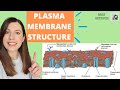 PLASMA MEMBRANE structure and function: Phospholipid bilayer for A-level Biology. Fluid-mosaic model