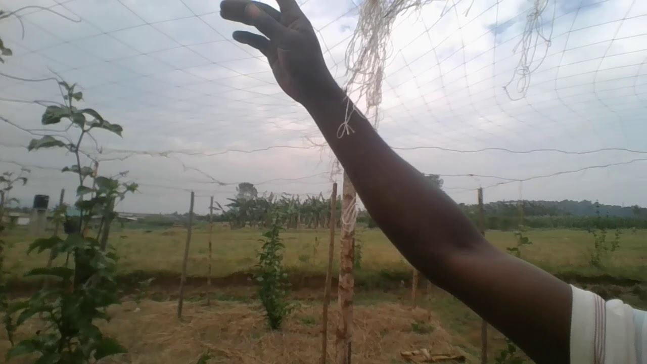 JIFUNZE UTENGEZAJI WA CHANJA BORA YA PASHENI KWA BEI NAFUU