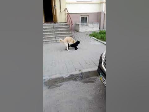 Секс і собака - YouTube