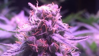 LED grow tent yield expectations
