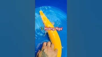 🐊 Cá Sấu Hỏa Tiễn đột biến vàng óng đẹp mắt! #ĐộcLạ #ĐộtBiến #SpottedGar #giathuysan @thuysanwork