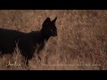 Manja the Melanistic Serval - Namiri Plains, Asilia Africa