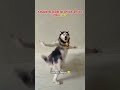 husky dog 🐶 dance video|funny videos #dog #dance #viral #shorts #funny #ai #video #trending #cartoon