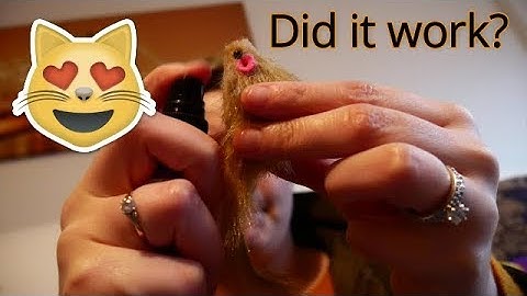 Testing Kongs liquid Catnip spray on my cats! S2 E38