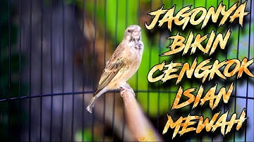 MASTERAN BLACKTHROAT GACOR SUARA JERNIH LAGU MERDU PANJANG BIKIN CENGKOK MEWAH