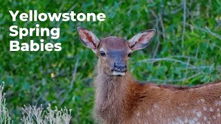 Yellowstone Wildlife Watching Spring Babies