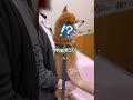 柴犬、世界一静かに気付く狂犬病注射【豆柴ころた】#shorts #柴犬 #注射 #狂犬病 #shiba