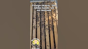 Rubber Bands get Kicked Out of a #honeybee Hive
