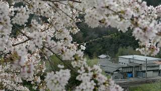 伯備線・満開の桜をゆく・特急やくも・381系