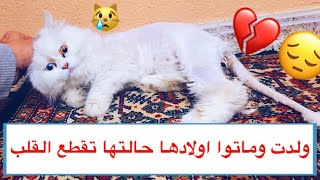 مساعدة قطه بعد ولادة صعبه  / Mohamed Vlog