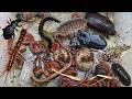 OMG Today So Happy to catching Insects,Rhino Beetle,Earth worms,Coconut worms,Small Red Millipedes