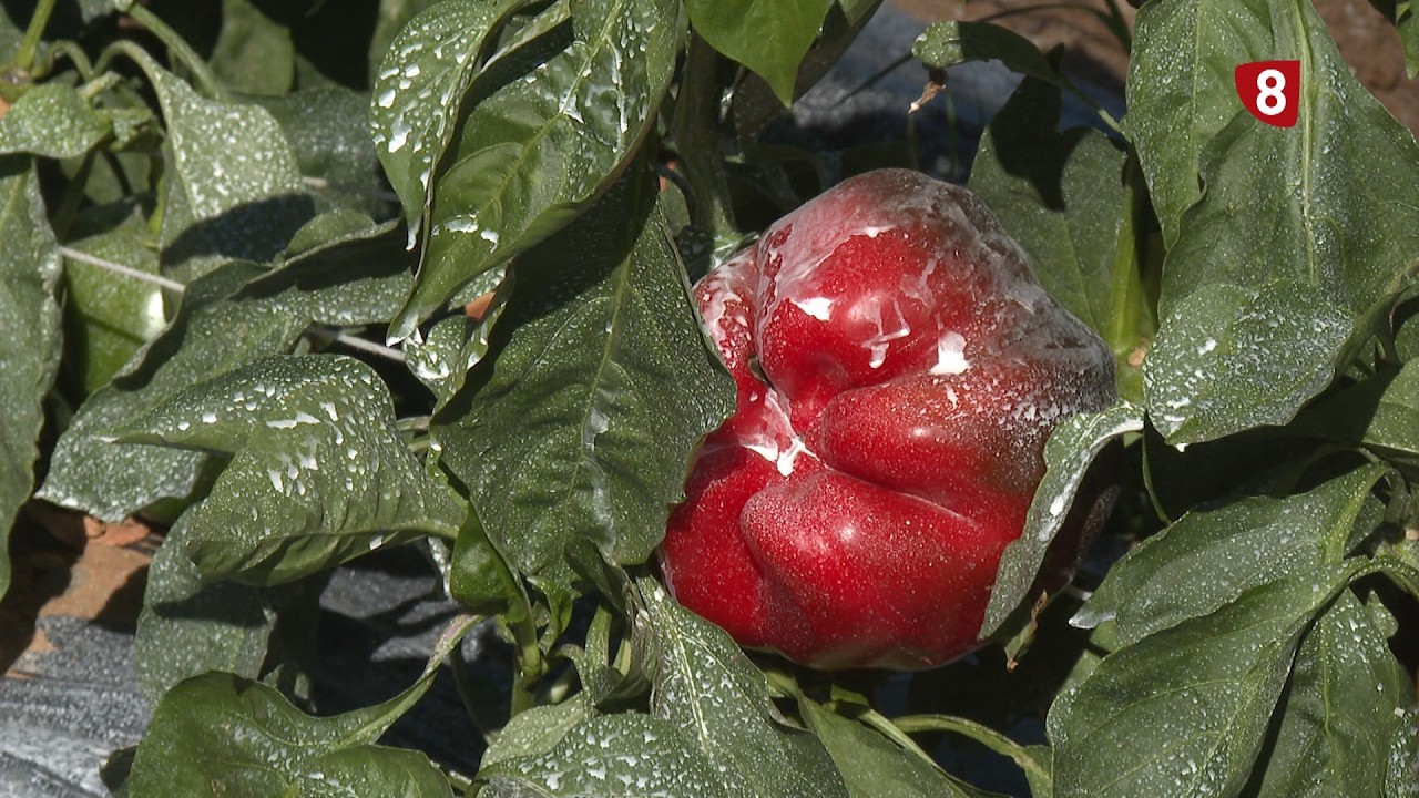 El secreto del mejor pimiento