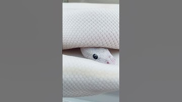 Beautiful Ball Python