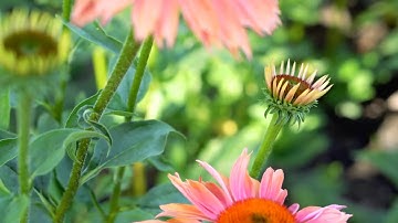 ١٤٥/ ربي هب لي حكما /مقطع قران قصير تلاوة خاشعة من روائع الشيخ عبدالباسط عبدالصمد