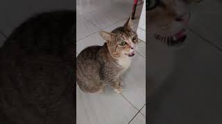 BulBul Minta Jatah Makan (Meow Meow Diary)