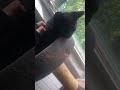 #furry #fyppppppppppppppppppppppppppppppppppppp #therian #cat