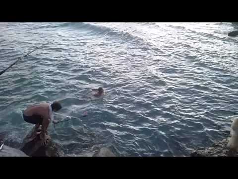 Jupiter, FL-Shark Fishing-Dude Jumps in water with shark. Jupiter Inlet.