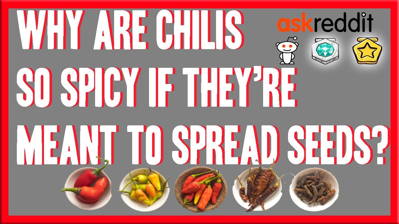 Why Are Chili Peppers Spicy? (Reddit) YouTube