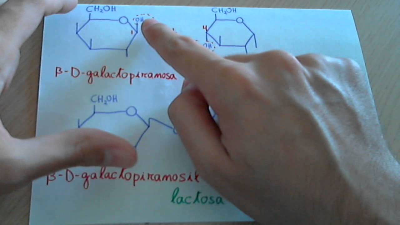 Lactosa como se forma y estructura (disacáridos). YouTube Lactosa como se forma y estructura (disacáridos). YouTube