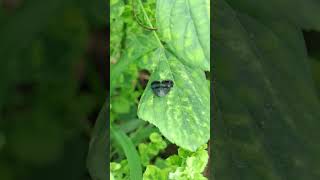 Black Planthopper