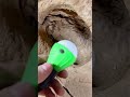 Alice the triceratops eye preparation. We found this dinosaur in 2019.
