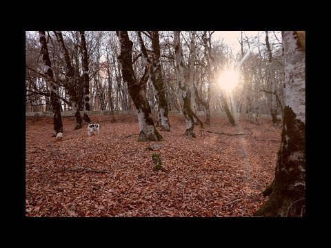 საბადურის ტყე