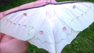 BIG MOTH! Actias heterogyna (Asian moon moth)