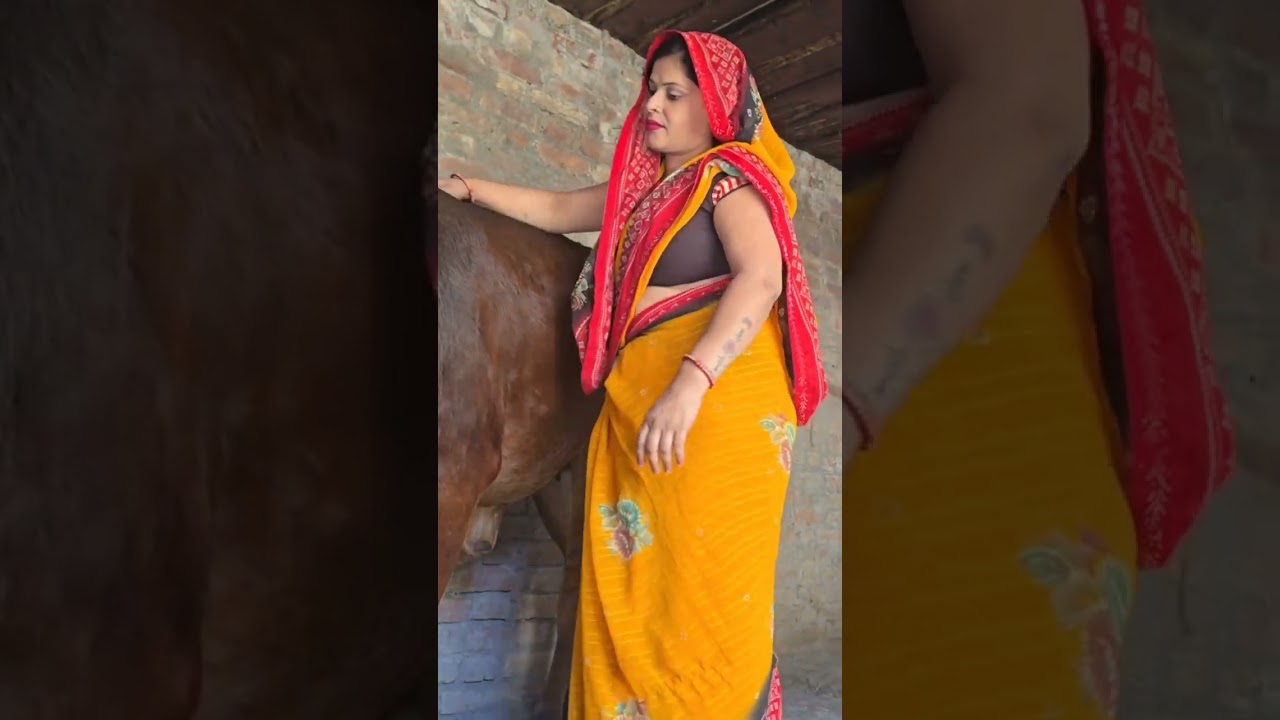 #cow #animal #cattle #purevillage #buffalo