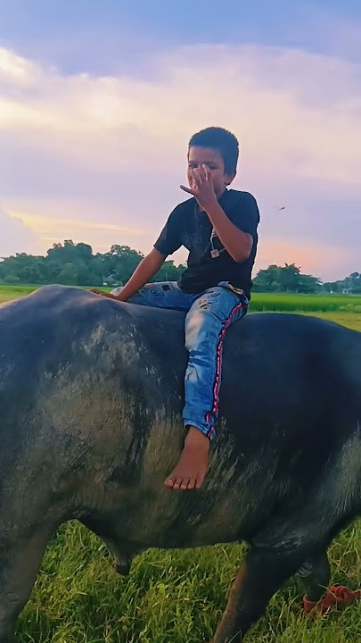 Mishra Masti jump with Bull Shankar #viral #shorts #video #viral #trending