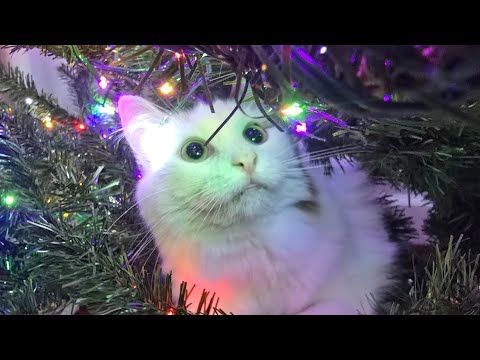 Happy Thanksgiving!🦃 We Put Up Our Christmas Tree 🎄 Cat Chaos