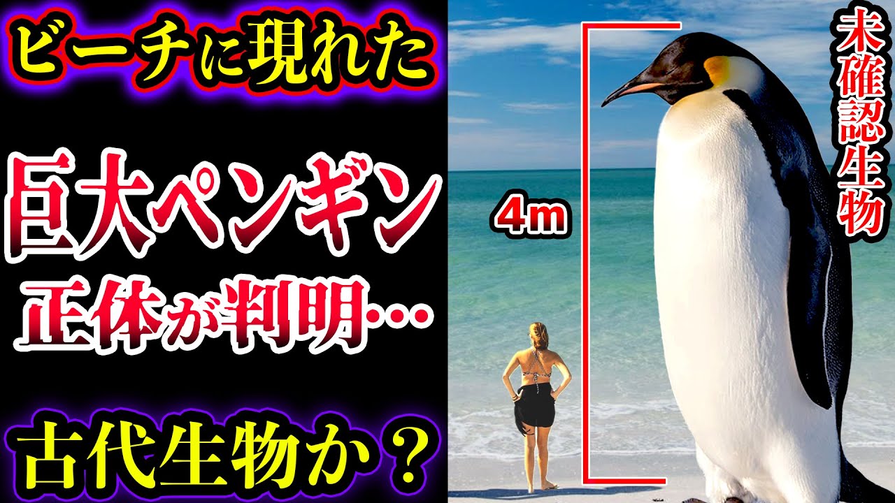 Slow Commentary] Giant Penguins Really Exist?! Eyewitness