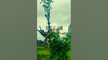 [ الأحزاب: 40]سورة : الأحزاب - Al-Aḥzāb  - الجزء : ( 22 )  -  الصفحة: ( 423 