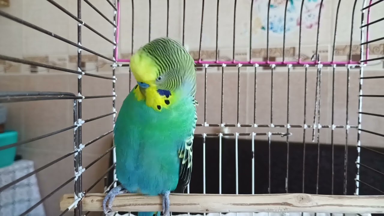 Muhabbet Kuşları Neden Müzik Dinlemeyi Sever? #muhabbetkuşu #birdsong #talkingparot #birds #budgies
