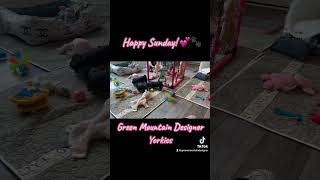 Cute Yorkie Puppies At 8 Weeks Old