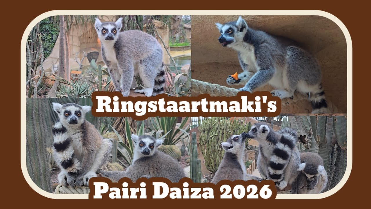 Ringstaartmaki's in Edenya [Pairi Daiza 2026]