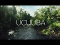 NaturaBrasil Ucuuba