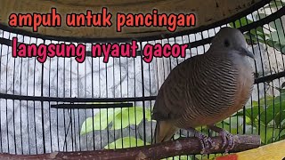 Perkutut lokal gacor manggung santai ampuh untuk pancingan.