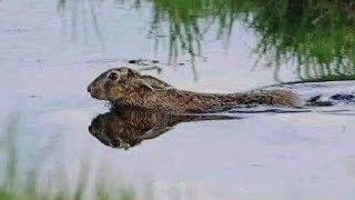 اذا لم ترى أرنبا ينام في الماء ستراه اليوم الصيد بالسلوقي 2019