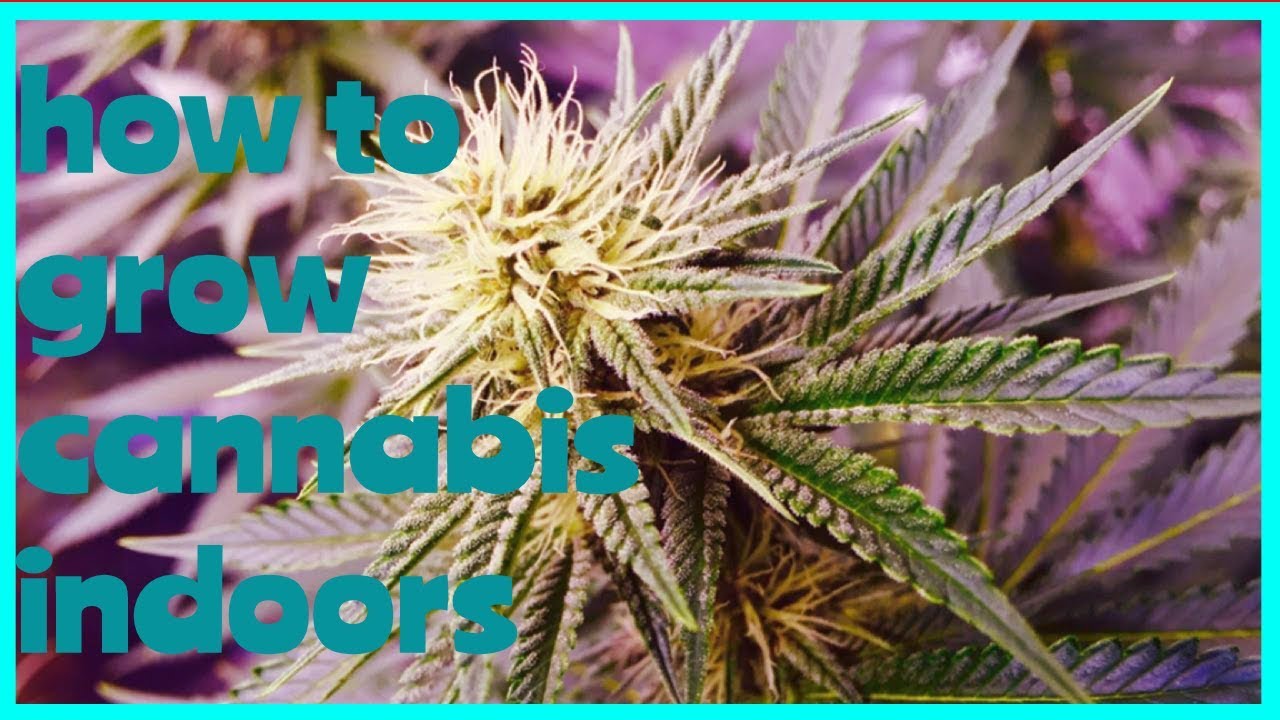 how to grow cannabis indoors 