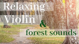 Sleeping Violin Music with Forest Sounds  |  Human Music