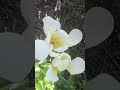 Spring! #connecticut #yard #backyard #flowers #blossom #asparagus #thankful #subscribe #shortsvideo
