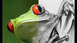 How to Draw a Frog │ Step by Step Tutorial
