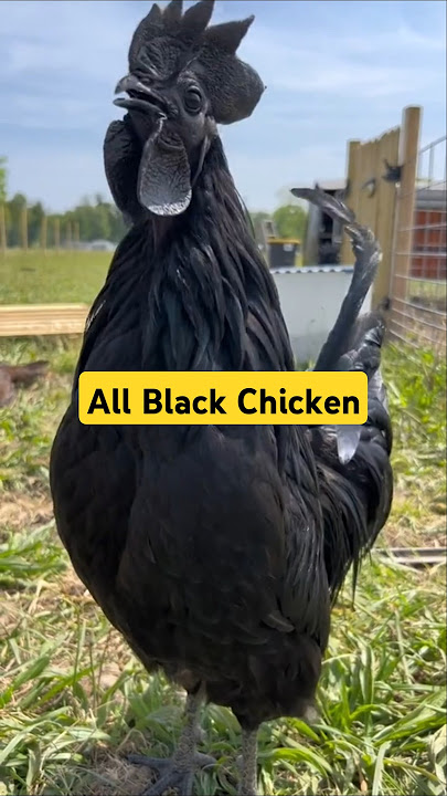 Jet Black Chicken? This is Ayam Cemani! #chicken #animals