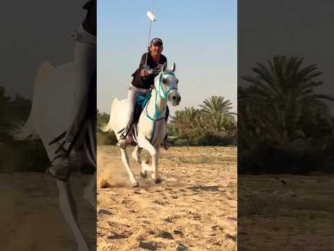 Tent pegging training #horse #equestrianlifestyle #dubaidesert #horsebackriding #dubailife #horse